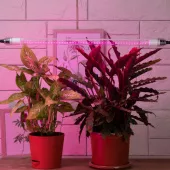 лампа эра led для растений fito-9w-rb-t8-g13nl